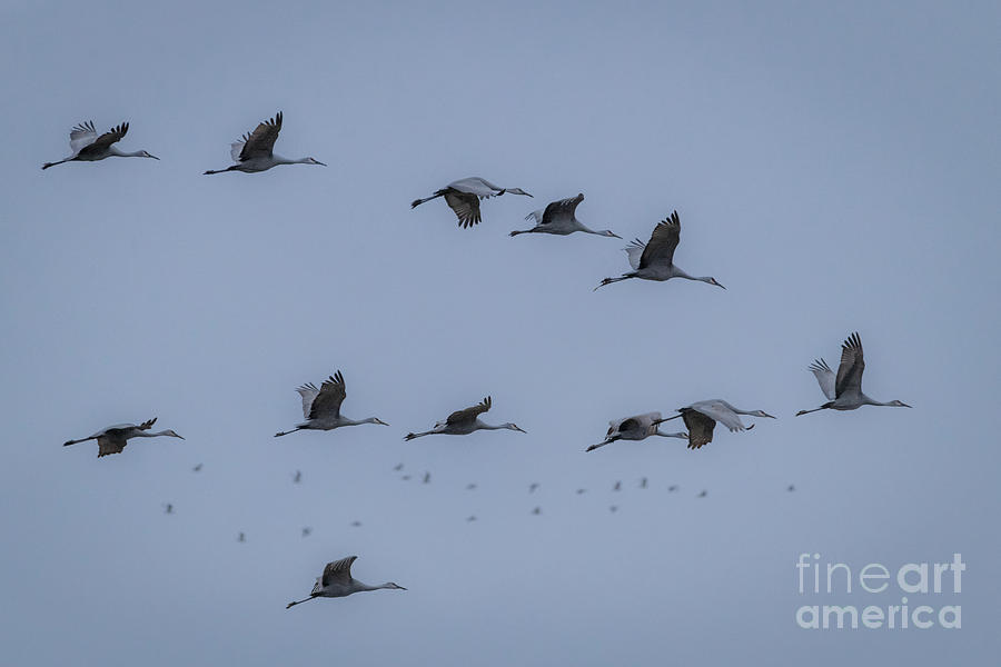 Bird Migration Photograph by Amfmgirl Photography