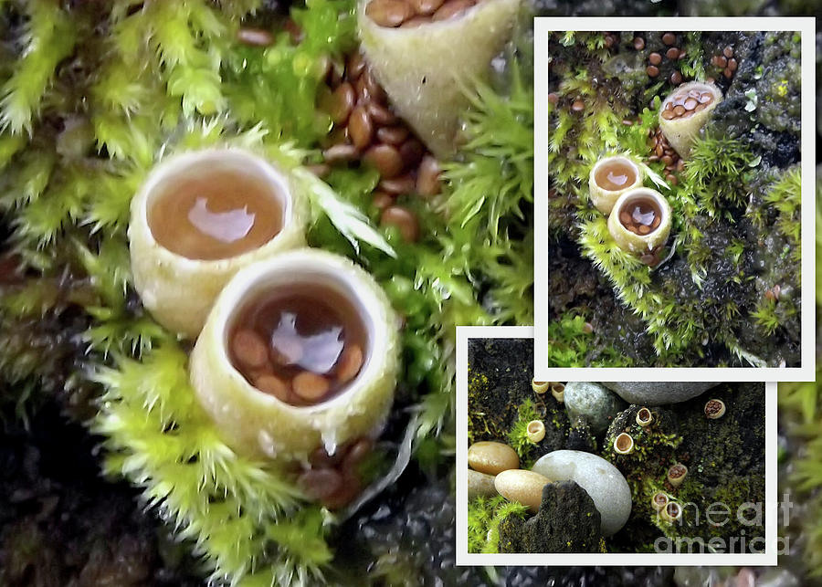 Bird Nest Mushroom Collage Photograph by Linda Vanoudenhaegen