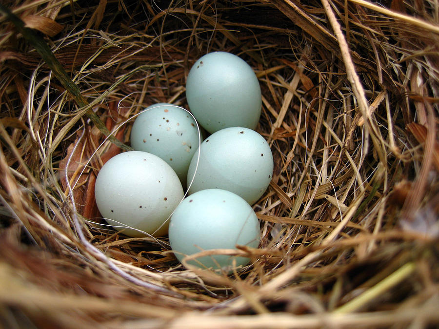 Bird Nest With 5 Eggs Dunnock Photograph by 49pauly