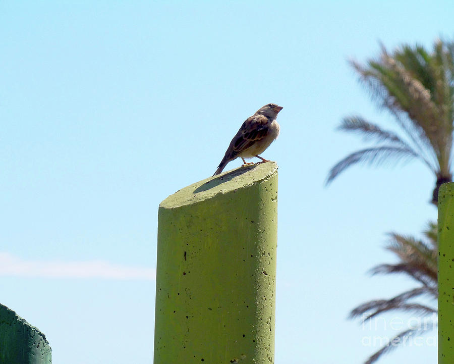 Bird of Almeria 1 Photograph by Francesca Mackenney