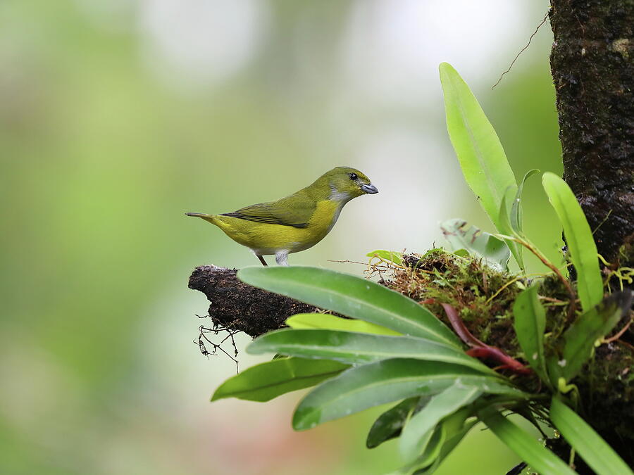 Bird of Costa Rica, OP Photograph by Alex Nikitsin - Fine Art America