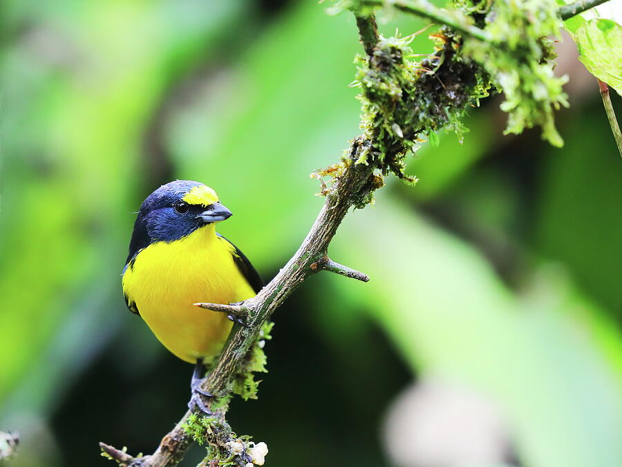 Bird of Costa Rica, Yellow throated Euphonia Photograph by Alex ...