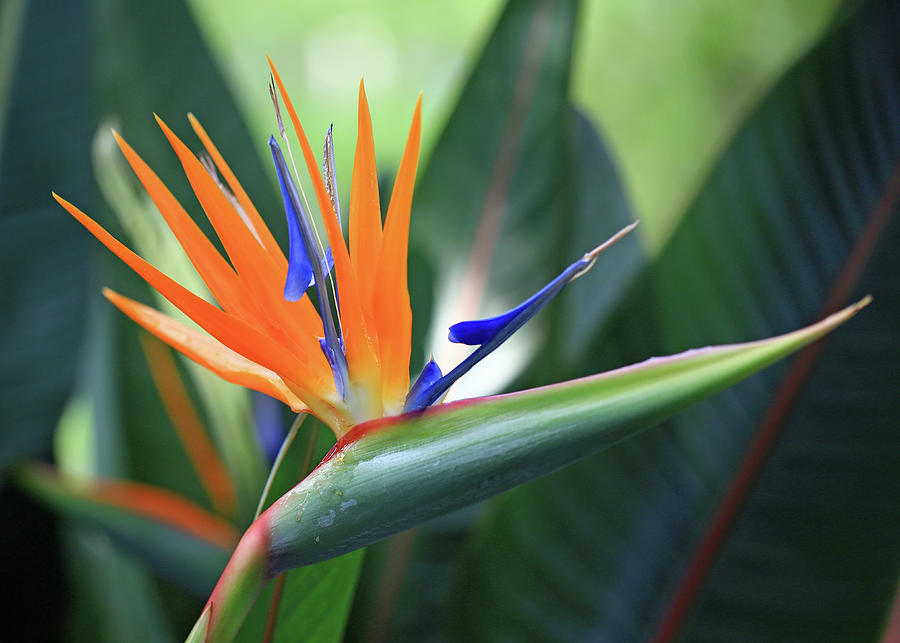 Bird Of Paradise 1 Photograph By James Frazier - Fine Art America