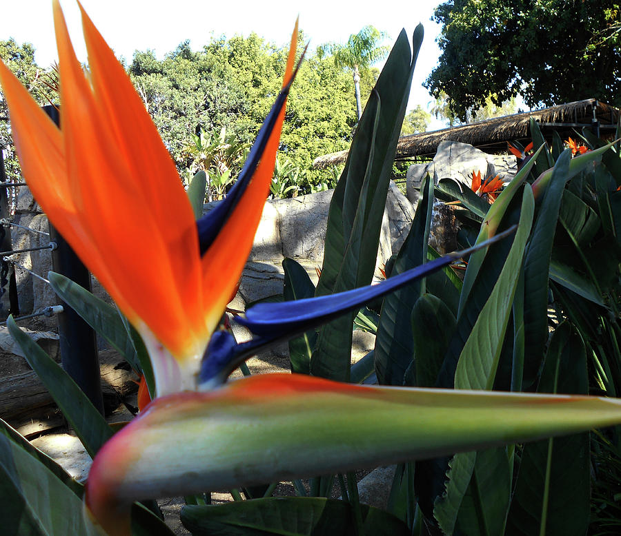 Bird Of Paradise 11 Photograph by Ron Kandt