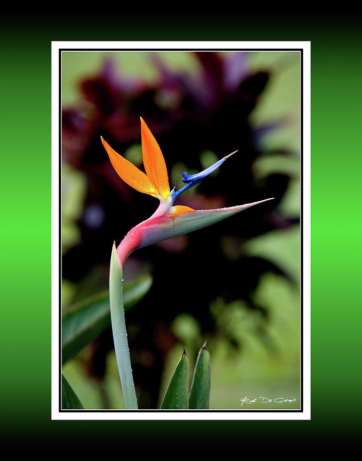 Bird of Paradise #2 - A single, simple bird of paradise flower ...