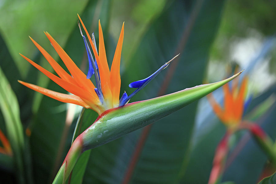 Bird Of Paradise 2 Photograph by James Frazier - Fine Art America