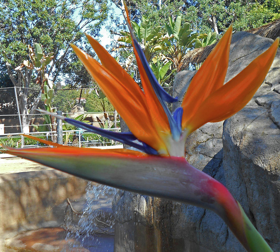 Bird Of Paradise 3 Photograph by Ron Kandt