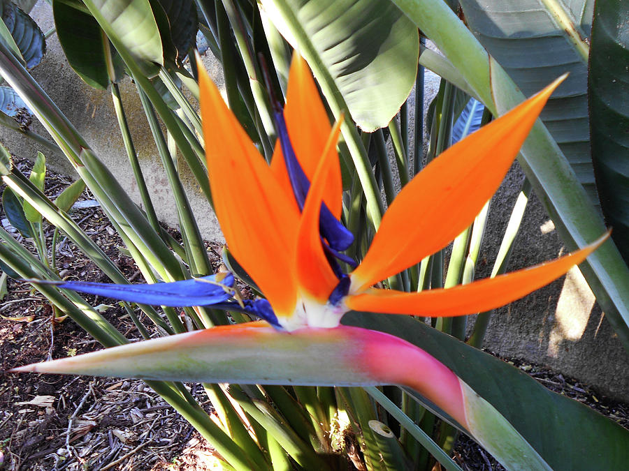 Bird Of Paradise 4 Photograph by Ron Kandt