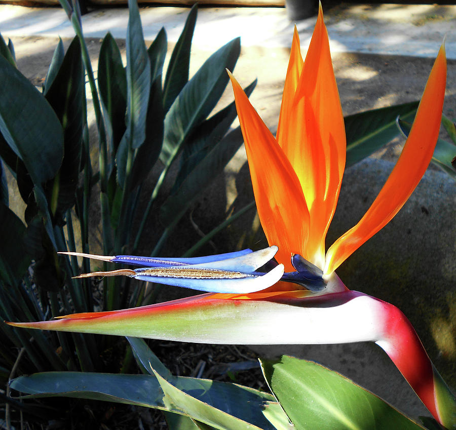 Bird Of Paradise 5 Photograph by Ron Kandt