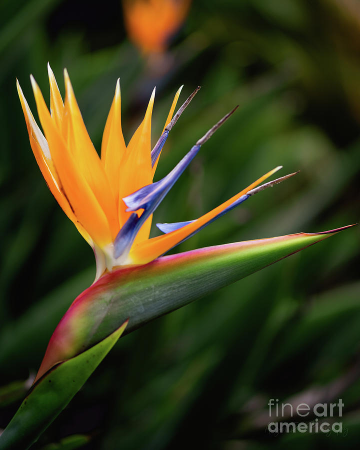 Bird of Paradise Photograph by Abigail Diane Photography