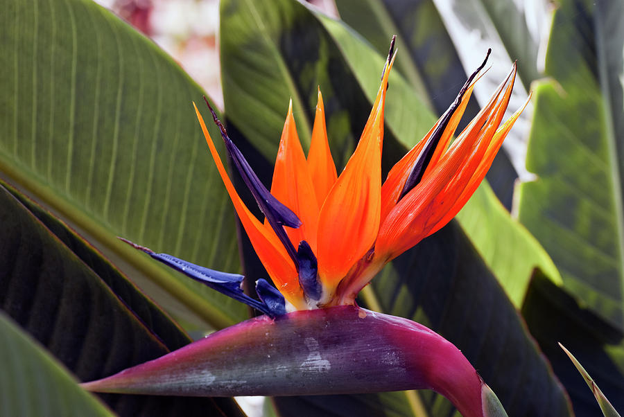 Bird of Paradise African Digital Art by Don Wright - Fine Art America