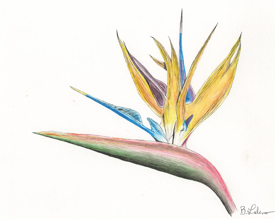 Bird of Paradise Painting by Bob Labno