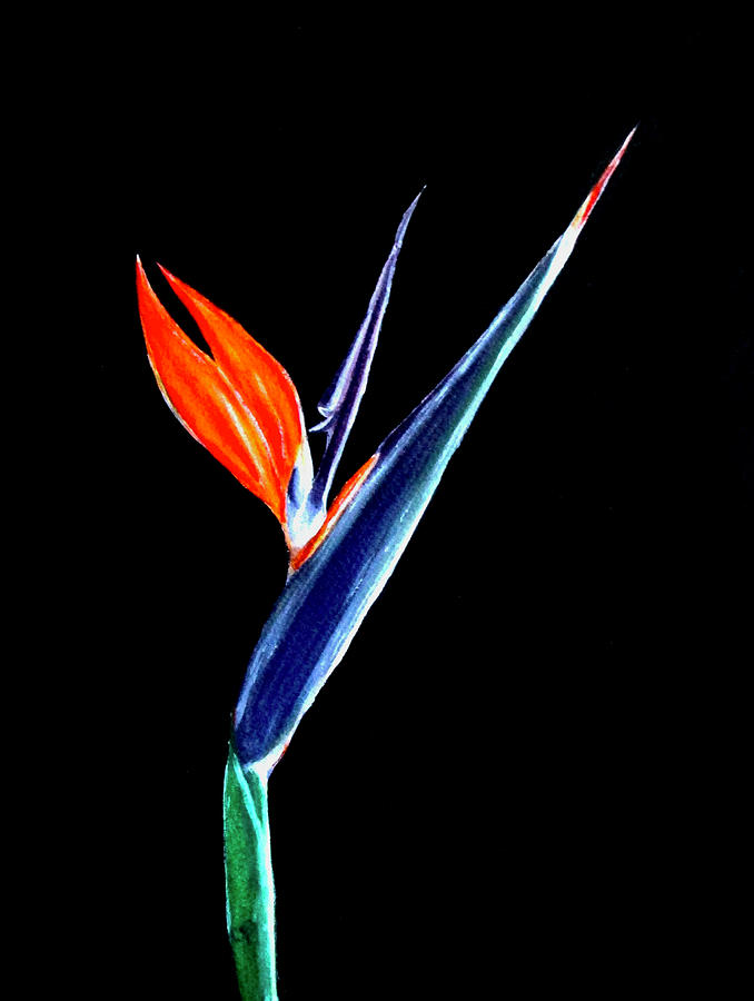 Bird of paradise Painting by Carol Blackhurst - Pixels