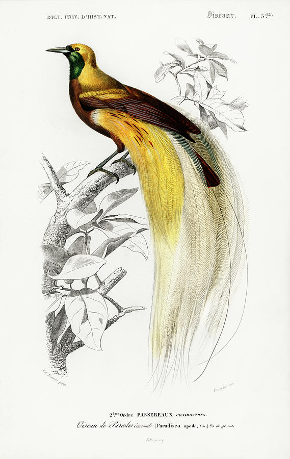 Bird Of Paradise Mixed Media by World Art Collective