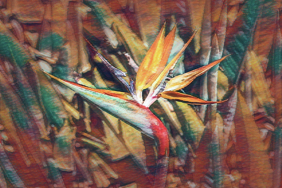 Bird of Paradise DA Digital Art by Ernest Echols