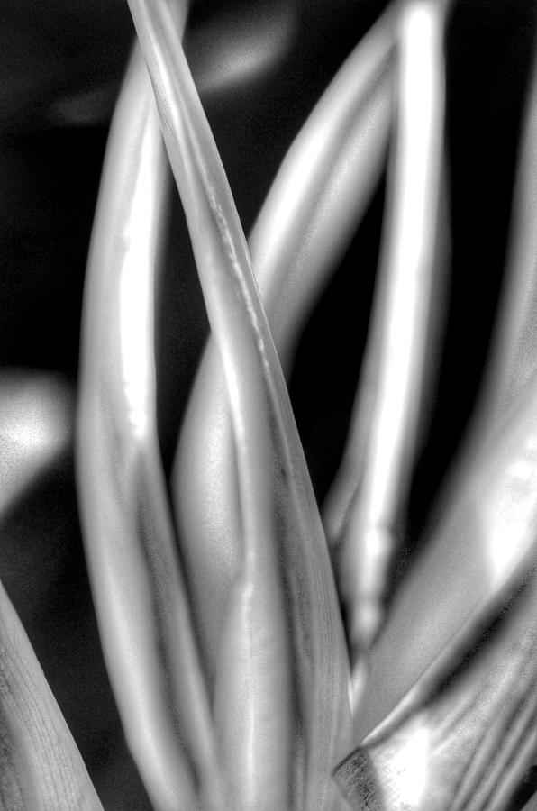 Bird of paradise flower - black and white Photograph by Marianna Mills