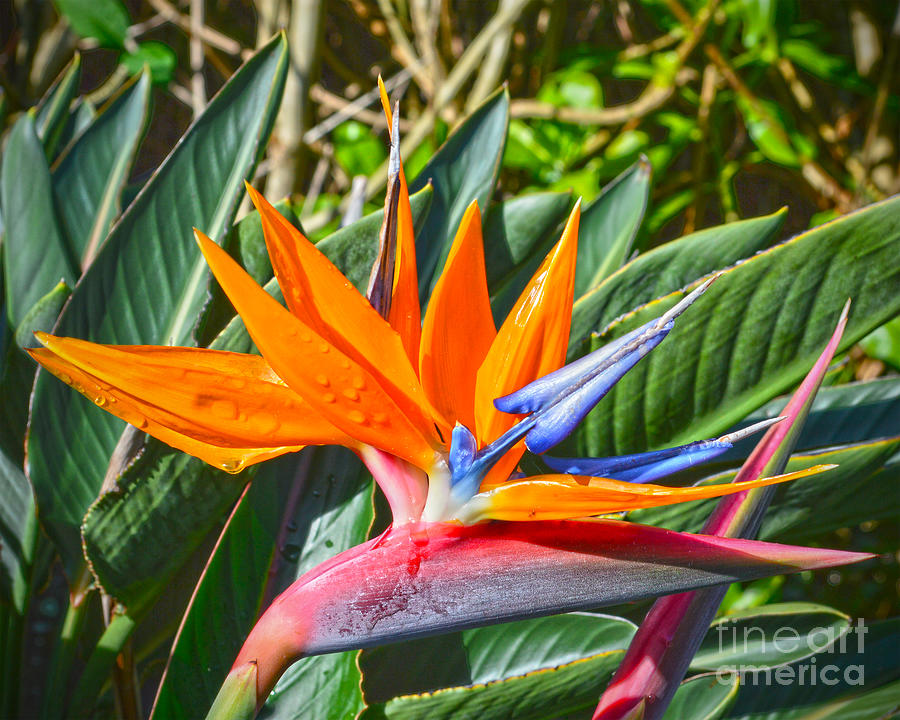 Bird of Paradise Flower Photograph by Catherine Sherman