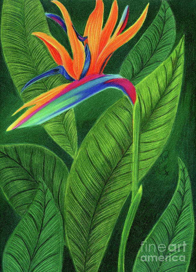 Bird Of Paradise Flower Painting by Dorothy Lee