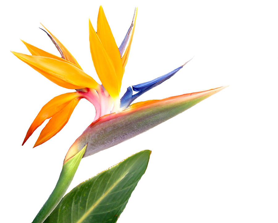 Bird of Paradise Flower, Isolated on White Background Photograph by Renphoto