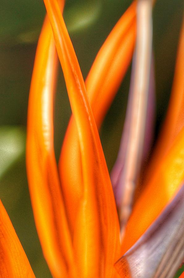Nature Photograph - Bird of paradise flower by Marianna Mills