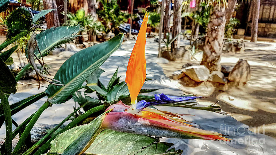 Bird of paradise flower-Modified Photograph by Pics By Tony