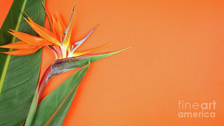 Bird of Paradise flower on orange background with negative copy space. Photograph by Milleflore Images