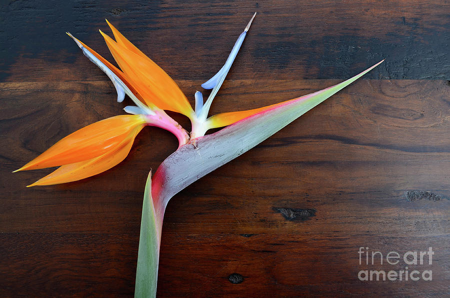Bird of Paradise flower on wood background.  Photograph by Milleflore Images