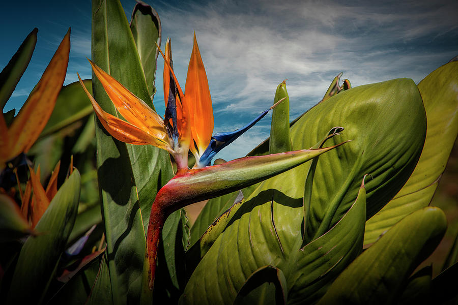 Bird of Paradise Flower Photograph by Randall Nyhof