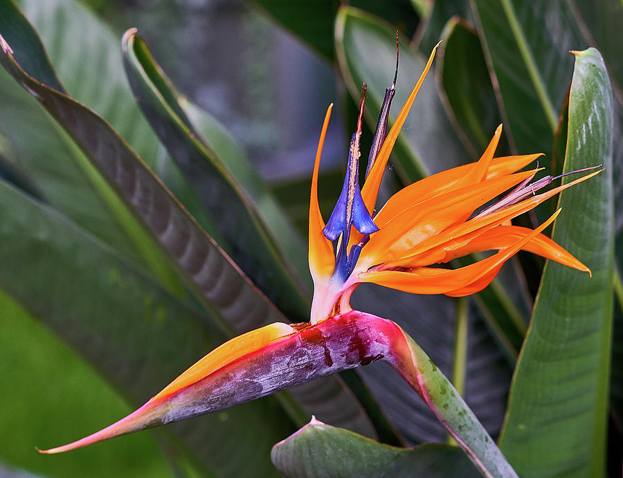 Bird of paradise flower Photograph by Yuri Chaban - Fine Art America