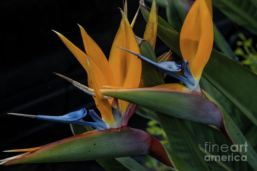 Bird Of Paradise Flowers Photograph by Suzanne Luft