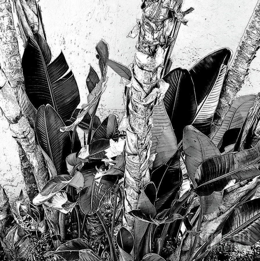 Bird of Paradise Garden Black and White Mixed Media by Sharon Williams Eng
