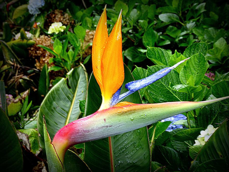 Flowers Still Life Photograph - Bird of Paradise Hawaii by Lori Seaman