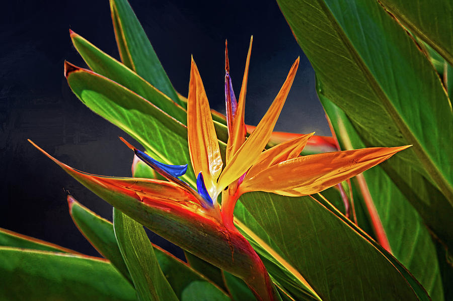 Bird of Paradise Photograph by HH Photography of Florida