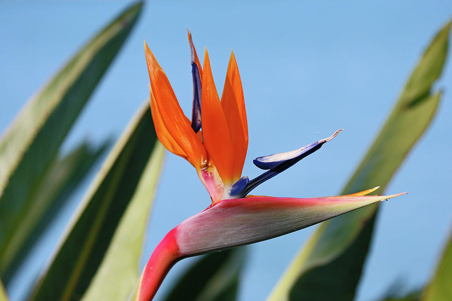 Bird Of Paradise In Bloom Photograph