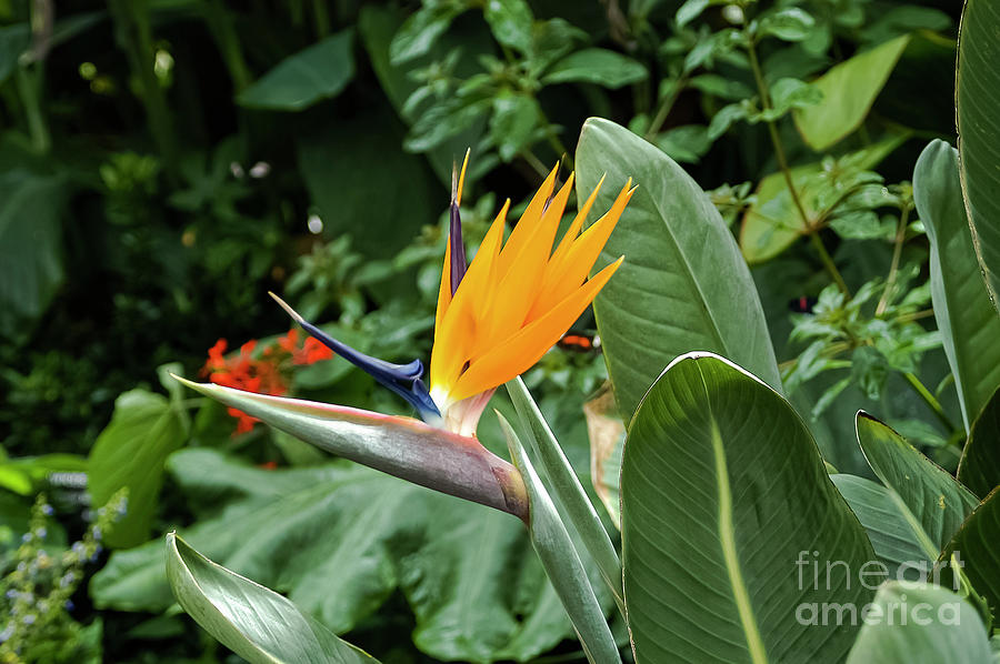 Bird of Paradise in Reiman Gardens Photograph by Bob Phillips