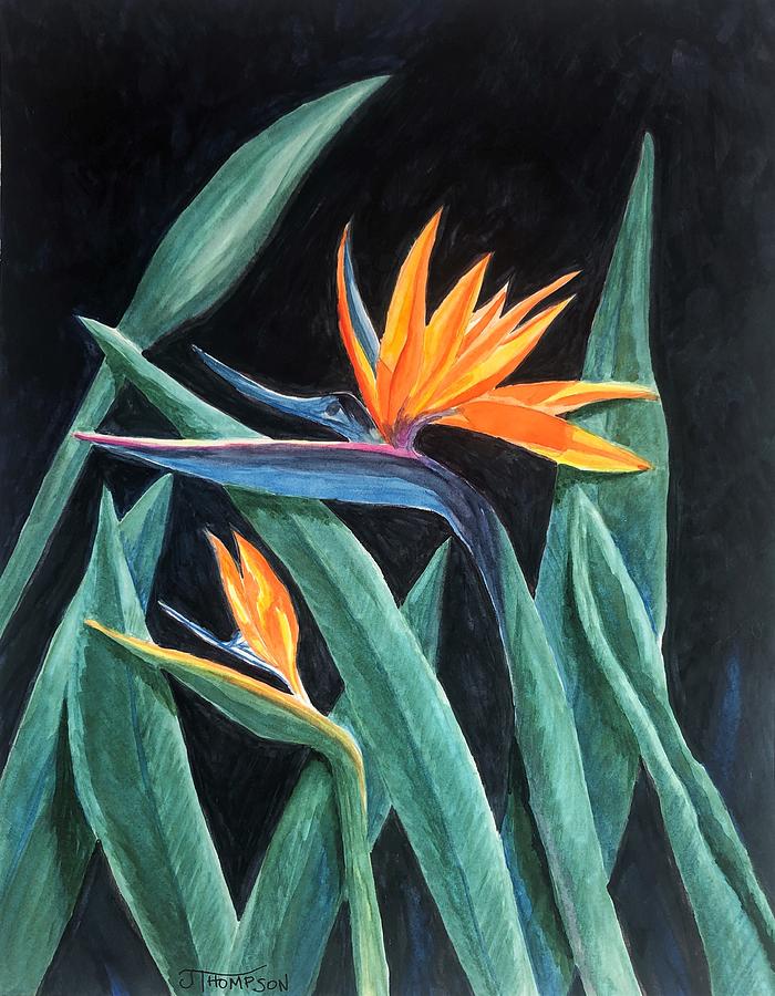 Flower Painting - Bird of Paradise by Judy Thompson