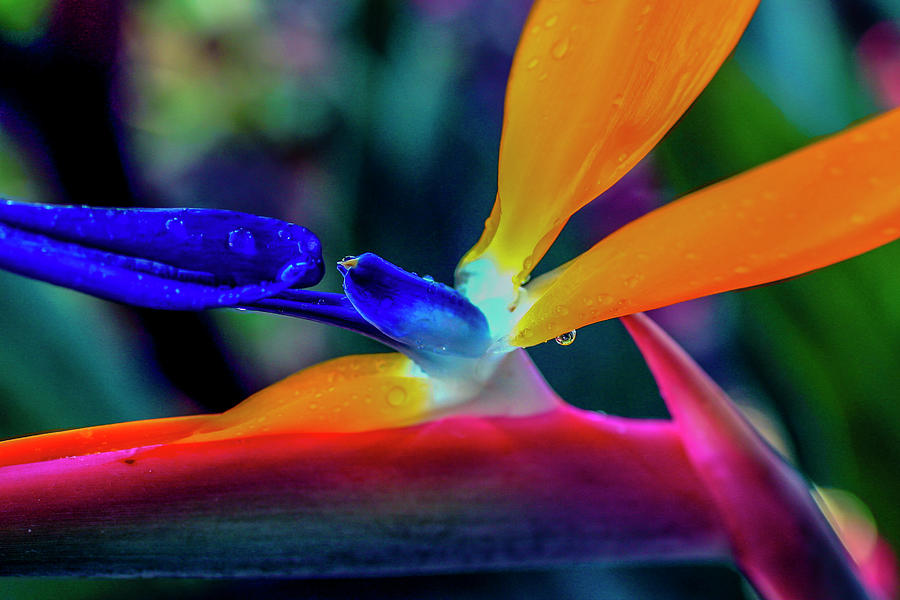 Bird of Paradise, Mexico Photograph by Tommy Farnsworth