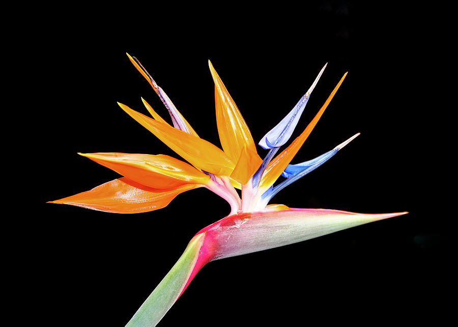 Bird of Paradise on Black Photograph by Patti Deters - Fine Art America