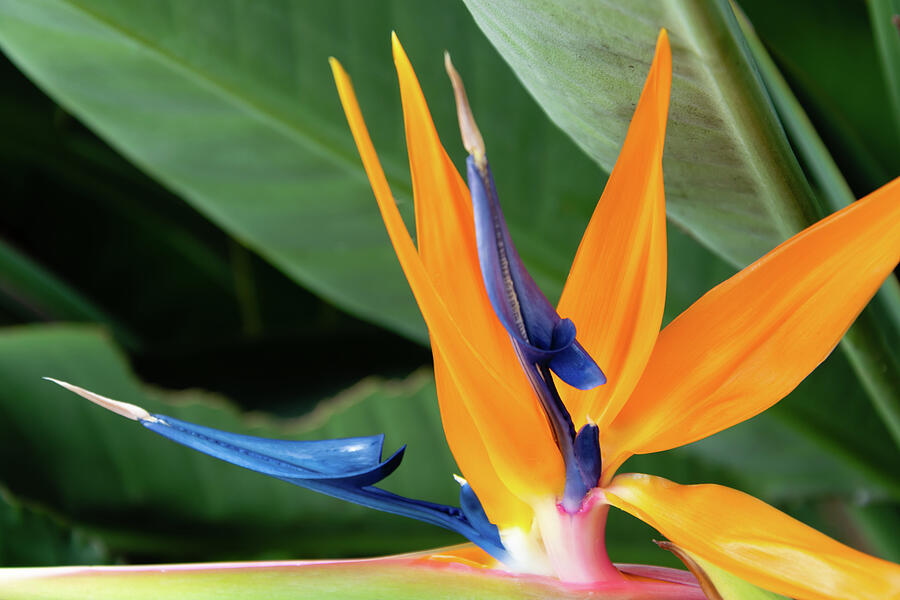 Bird of Paradise Profile Photograph by Robert VanDerWal - Pixels