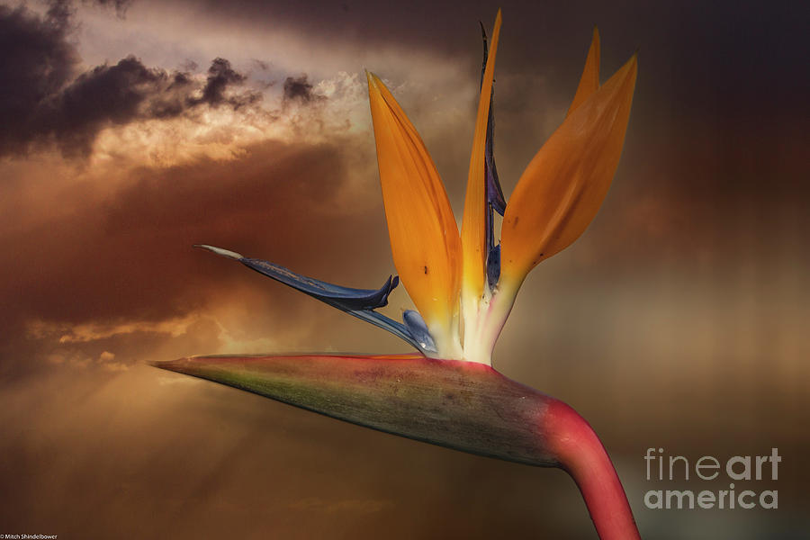 Bird Of Paradise Sunset Photograph by Mitch Shindelbower