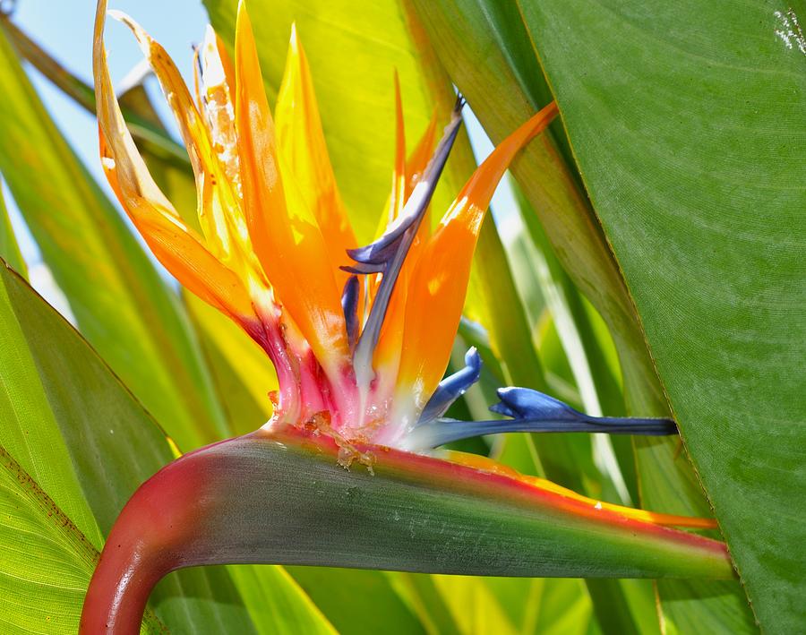 Bird of Paradise Photograph by Vicky Sweeney - Fine Art America