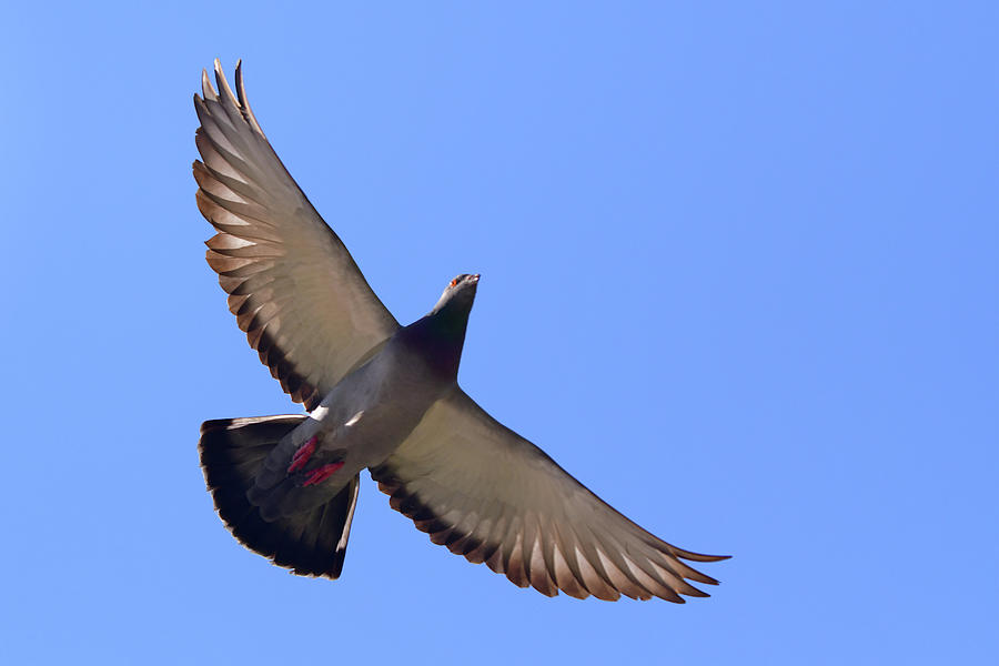 Bird Of Peace Photograph By Asbed Iskedjian 