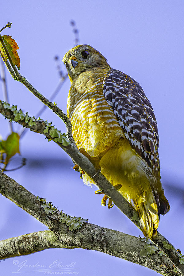 Bird of Prey Photograph by Gordon Elwell