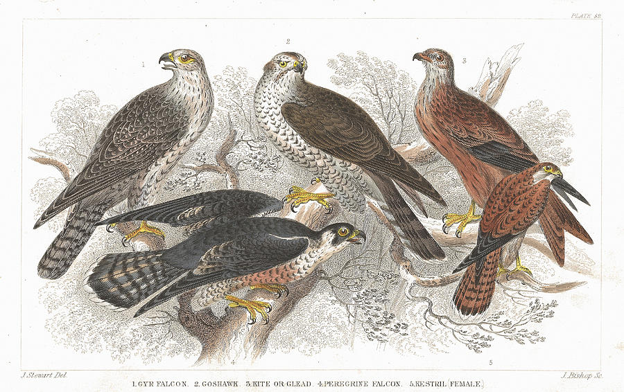 Bird of Prey old litho print from 1852 Drawing by Lusky