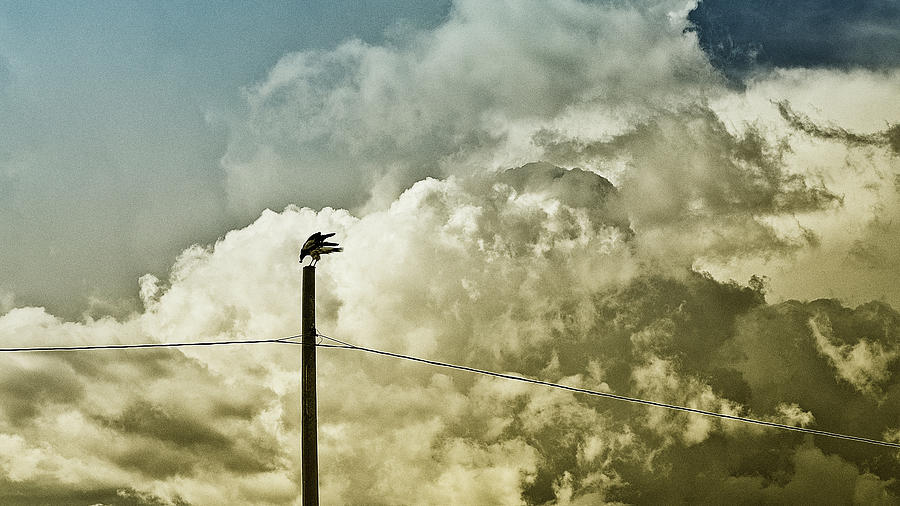 Nature Photograph - Bird Of Prey by Patricio Fuentes Nature Photograph - Bird Of Prey by Patricio Fuentes