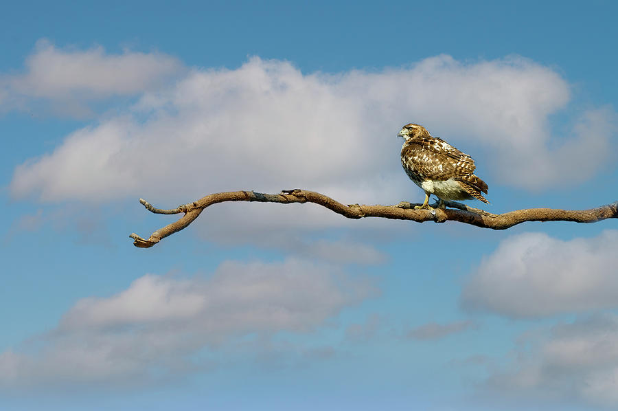Bird of prey Photograph by Xavier Cardell