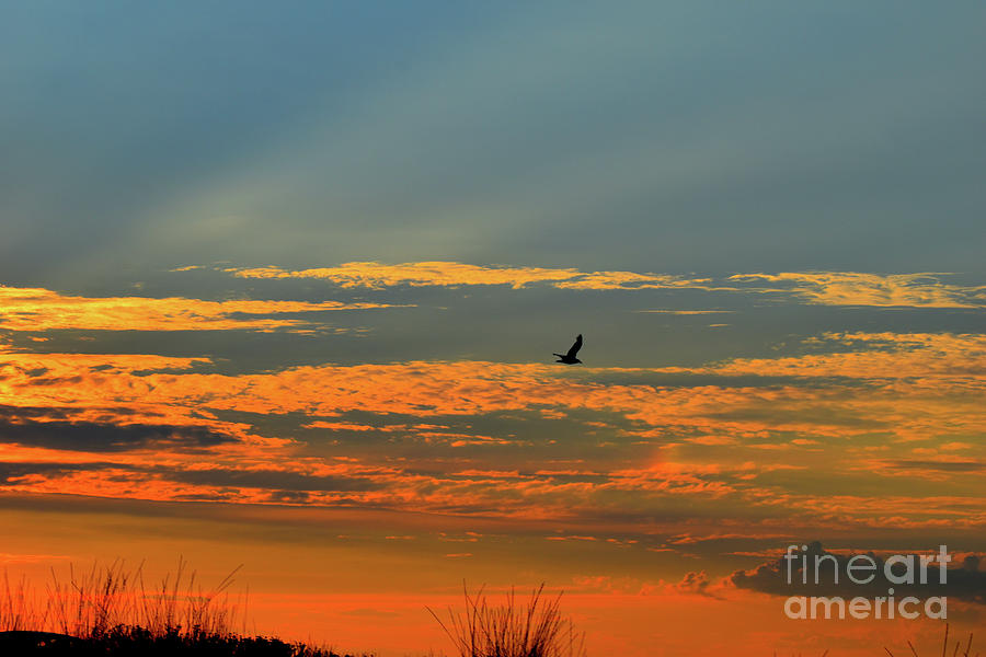 Bird of The Soul And The Sunset Photograph by Leonida Arte