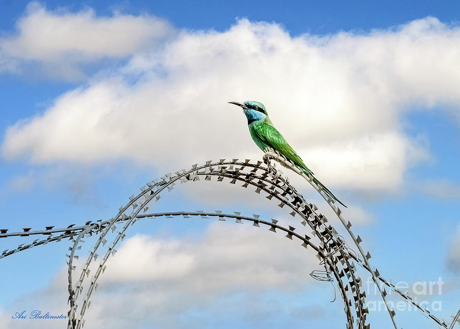  Bird On A Barbed Wire Fence Photograph by Arik Baltinester