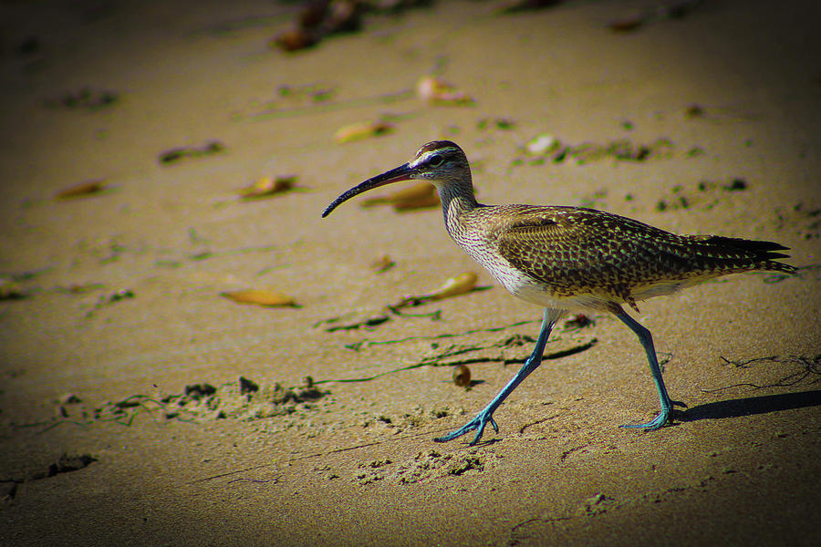 Bird on a Beach Stroll Photograph by Marcus Jones