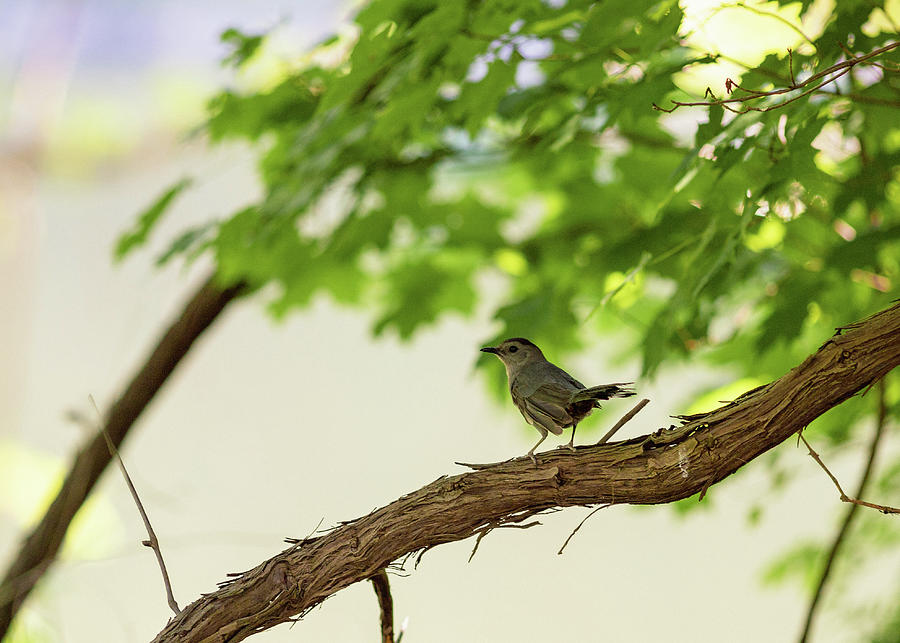 Bird on a Branch Photograph by Amelia Pearn